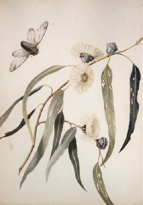 Louisa Anne Meredith Study for gum flowers and Love